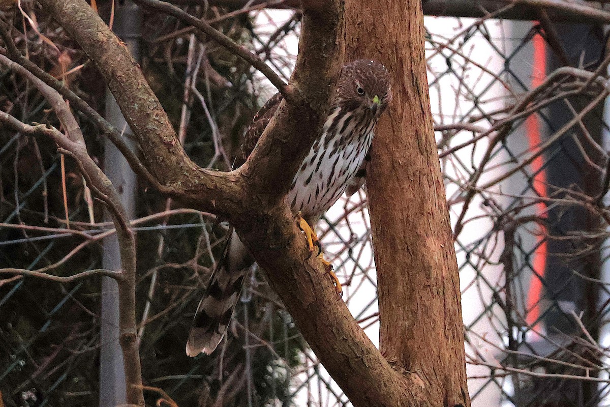Cooper's Hawk - ML645863224