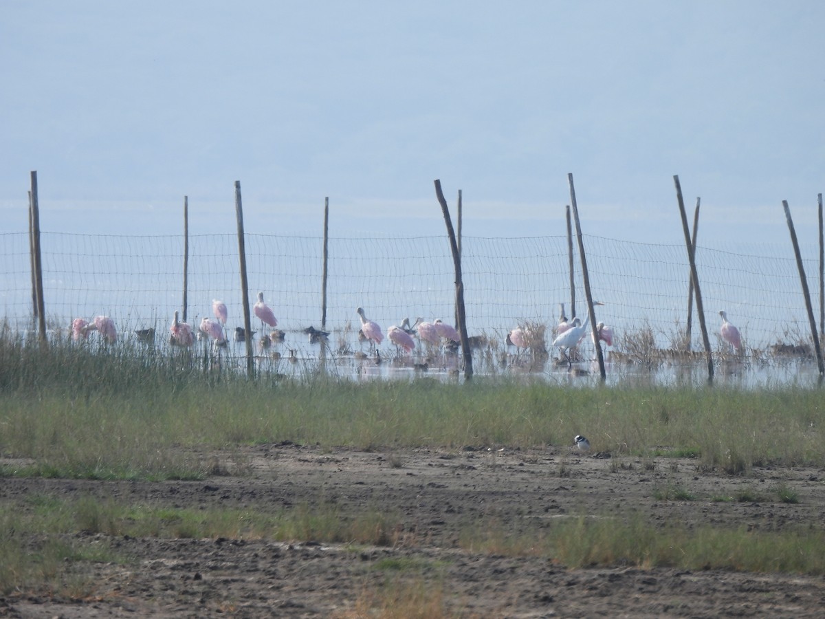 Garceta Grande - ML645863228