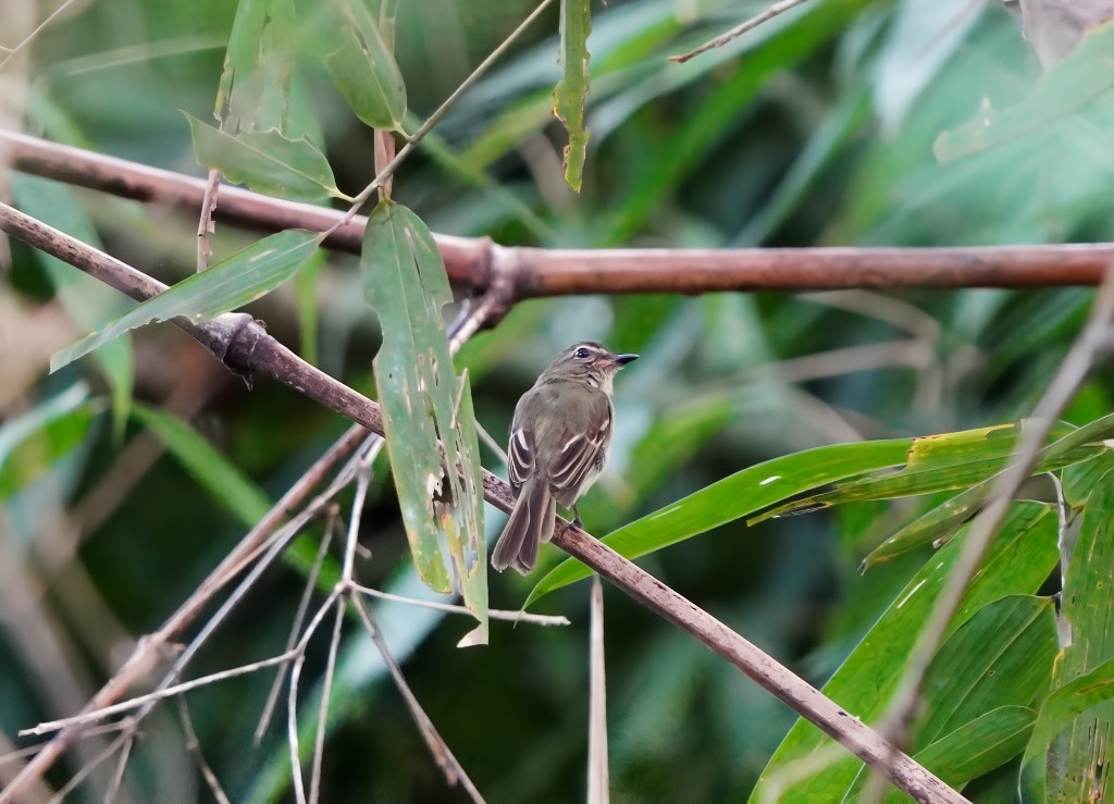 Large-headed Flatbill - ML645863241