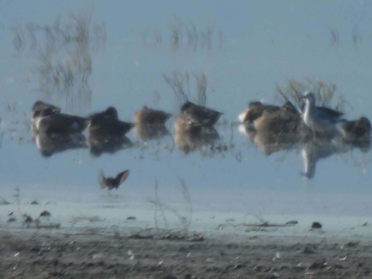 Gabbiano sghignazzante - ML645863243