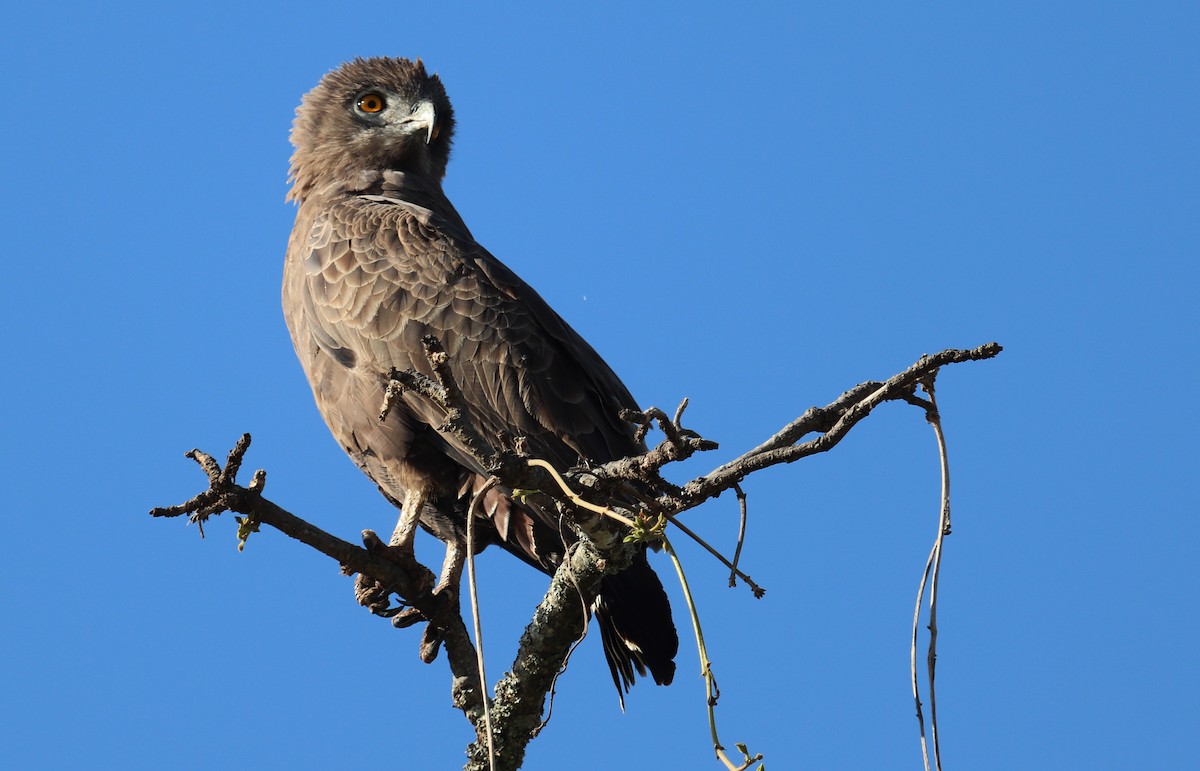 Brown Snake-Eagle - ML645863245