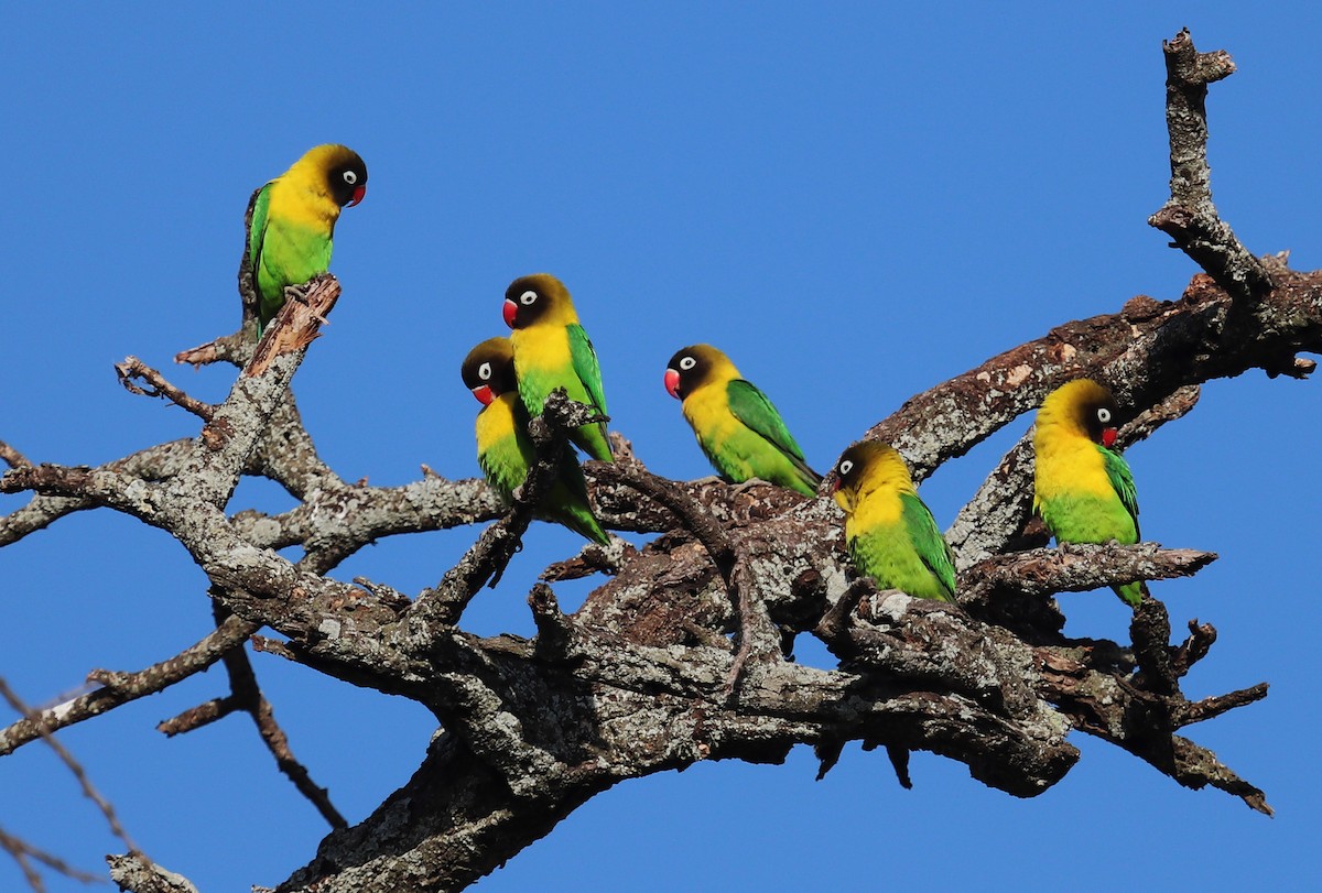 Yellow-collared Lovebird - ML645863252