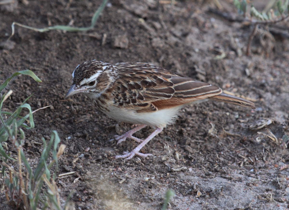 Fawn-colored Lark (Foxy) - ML645863258