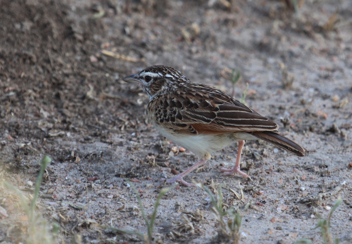 Fawn-colored Lark (Foxy) - ML645863259