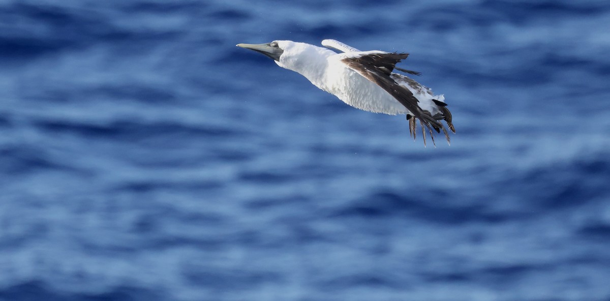 Alcatraz Atlántico - ML645863262