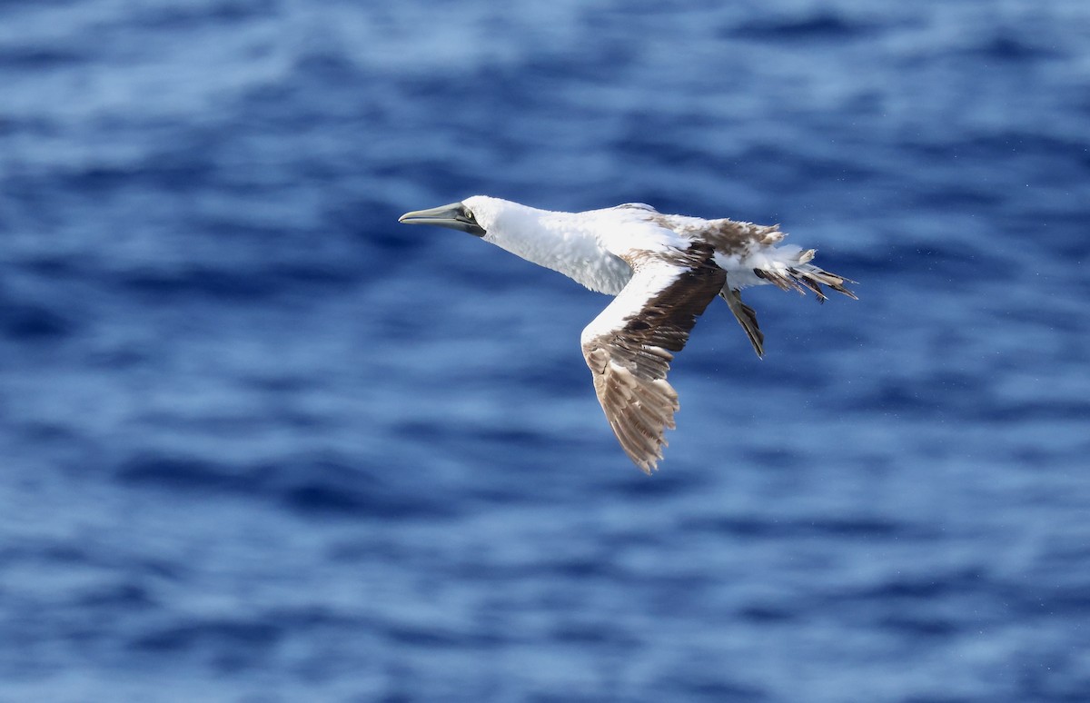 Alcatraz Atlántico - ML645863263