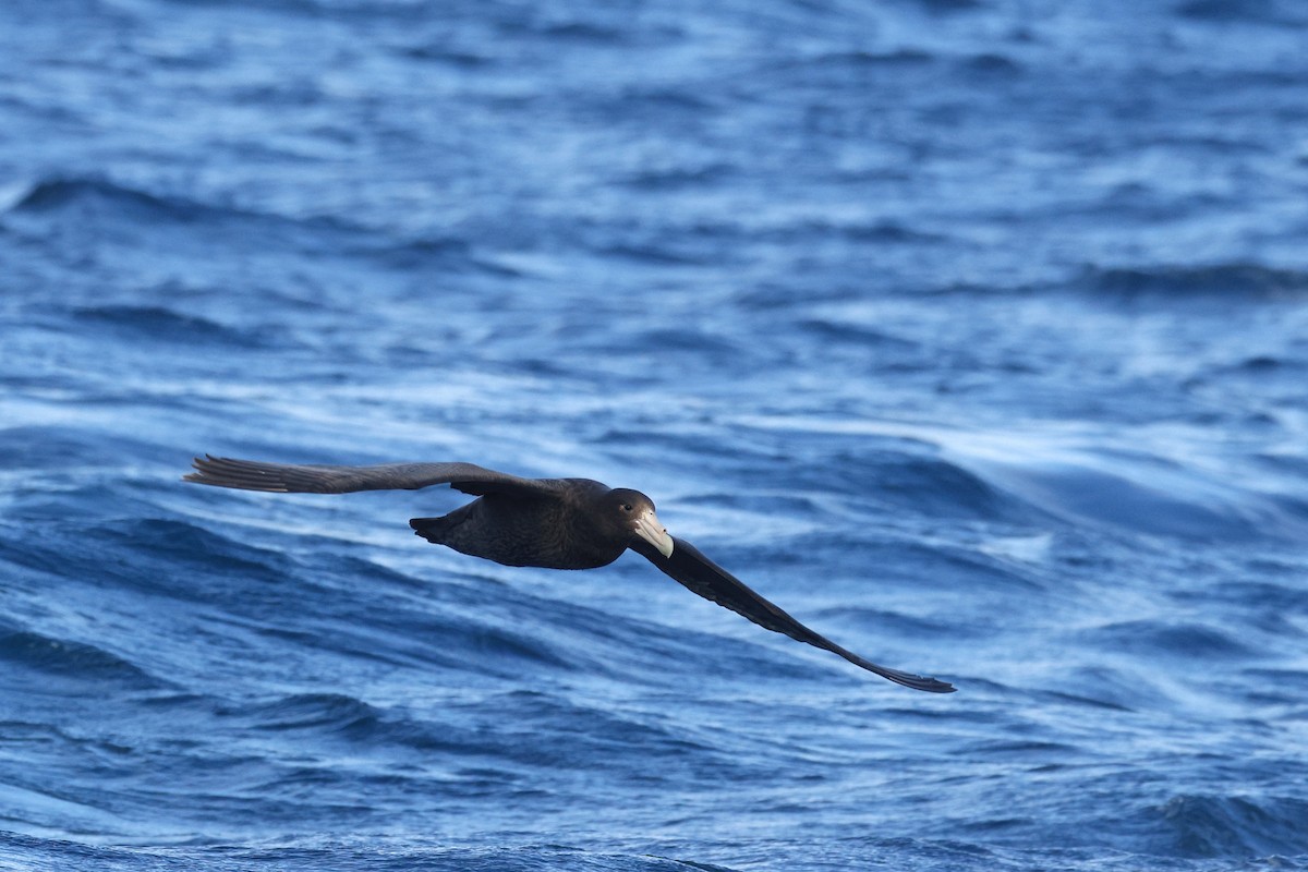 Southern Giant-Petrel - ML645863272