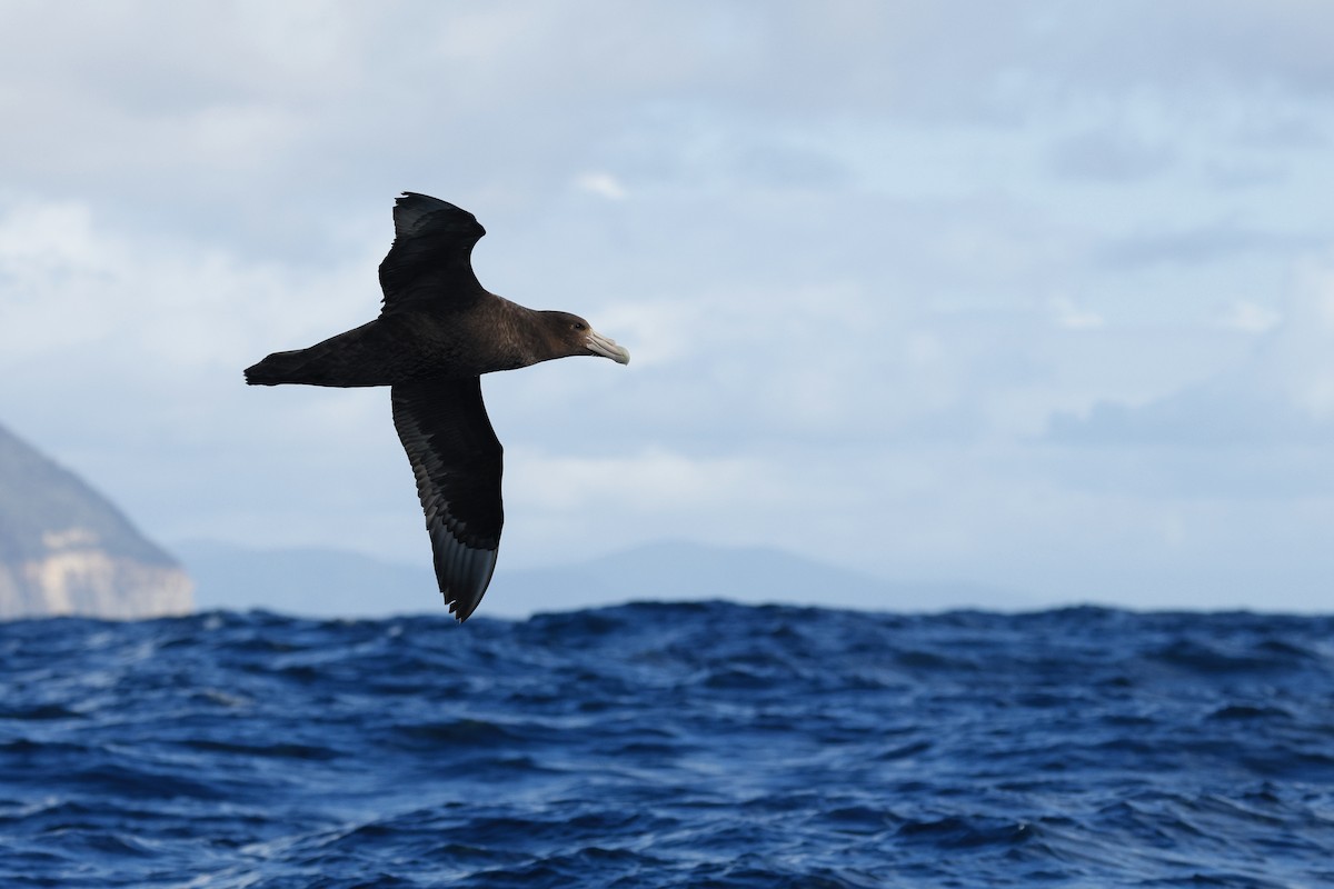 Southern Giant-Petrel - ML645863273