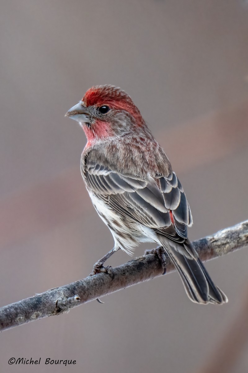House Finch - ML645863289
