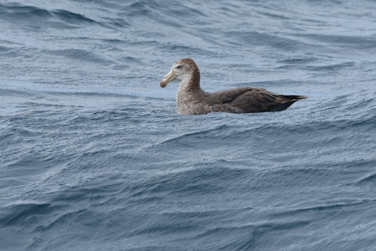 Northern Giant-Petrel - ML645863290