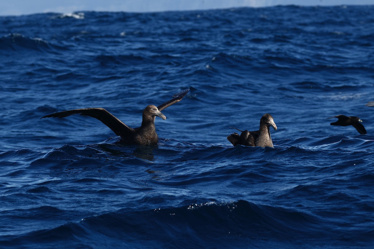 Northern Giant-Petrel - ML645863291