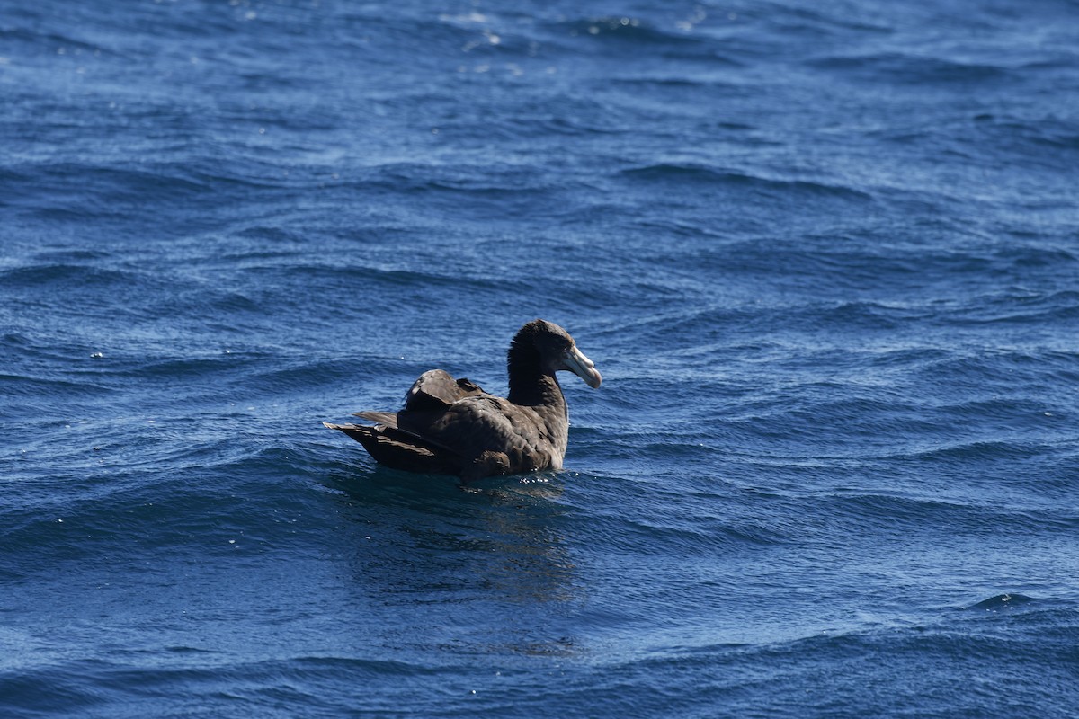 Northern Giant-Petrel - ML645863292
