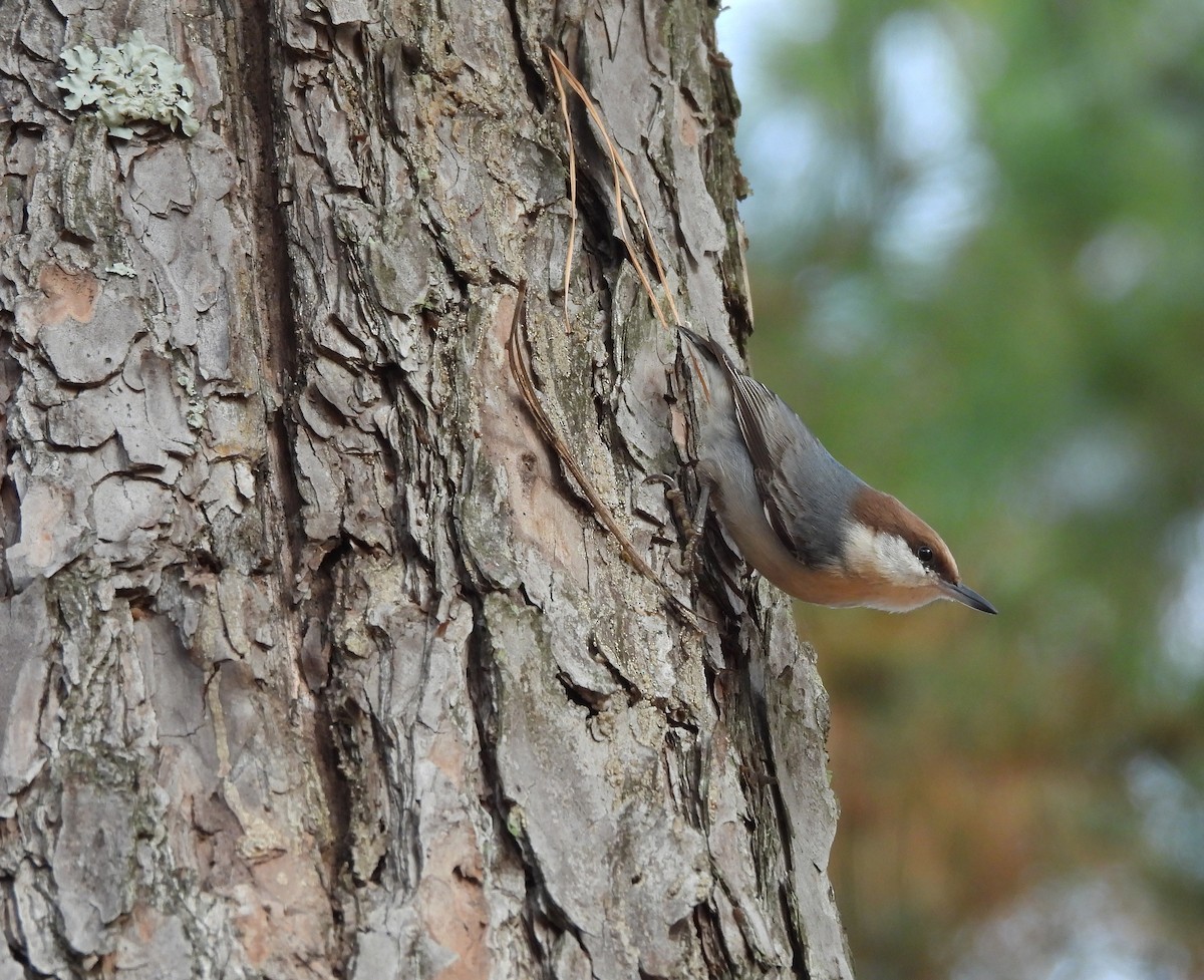 Sittelle à tête brune - ML645863296