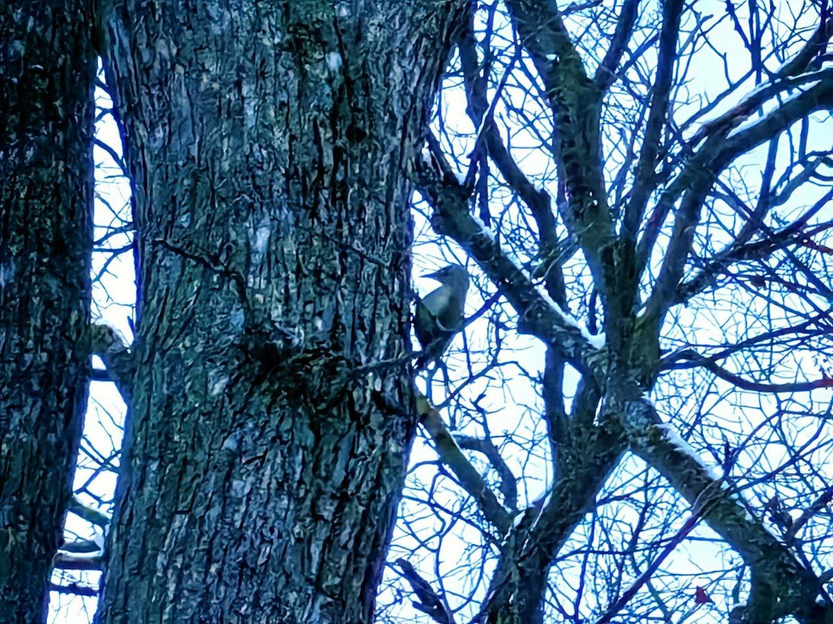 Жовна сива - ML645863297