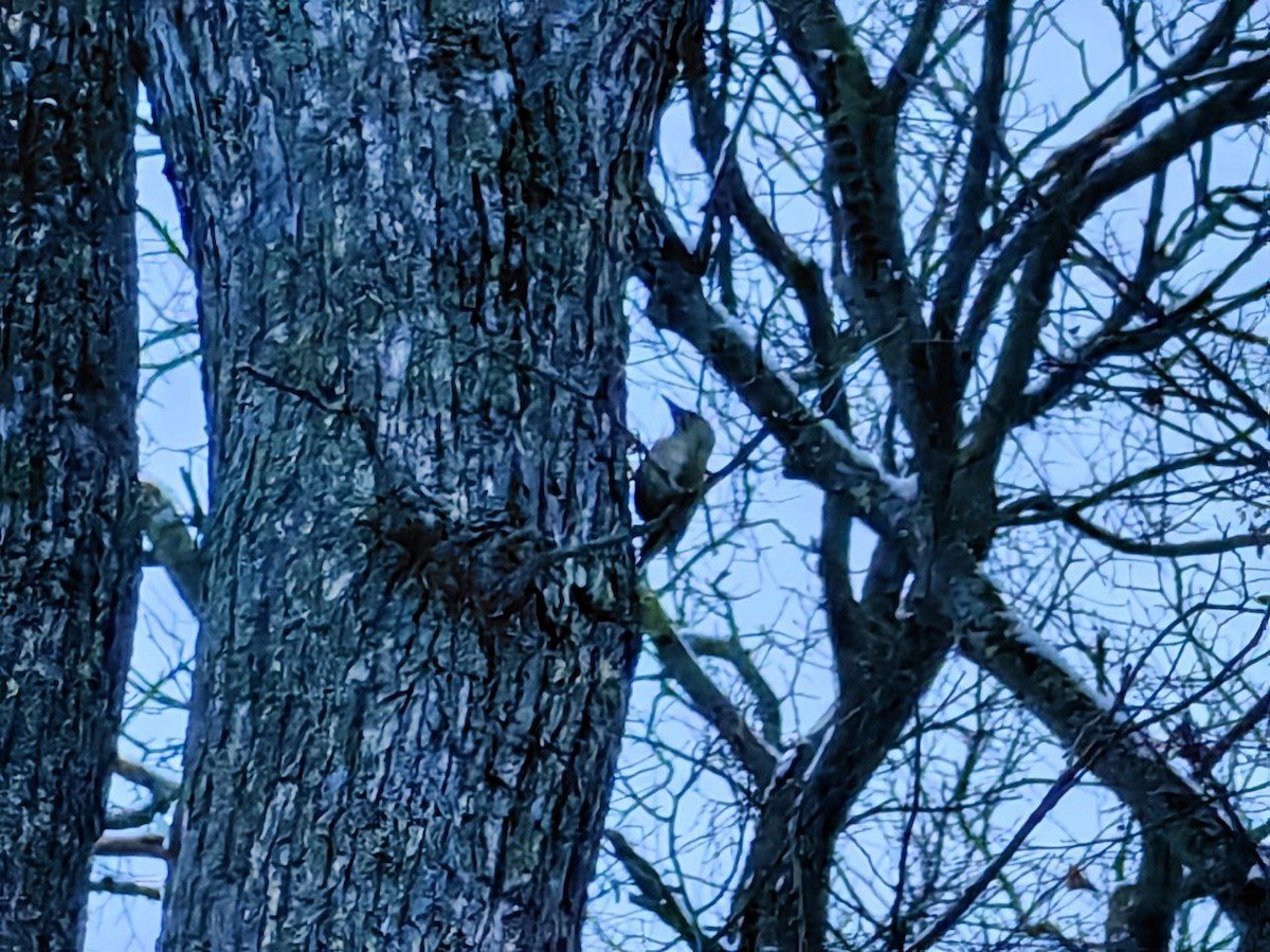 Жовна сива - ML645863298