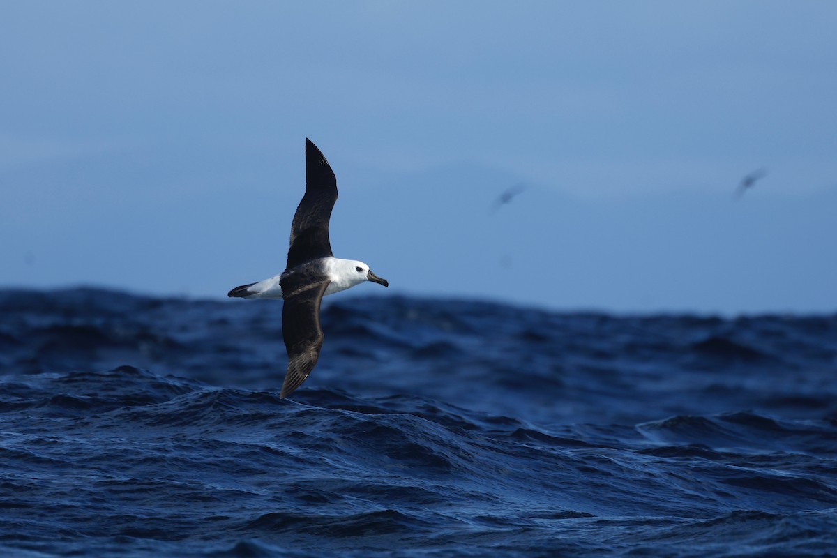 Black-browed Albatross (Black-browed) - ML645863305