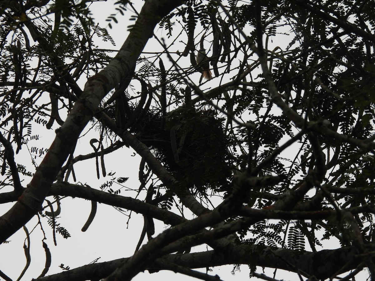 Necklaced Spinetail - ML645863308