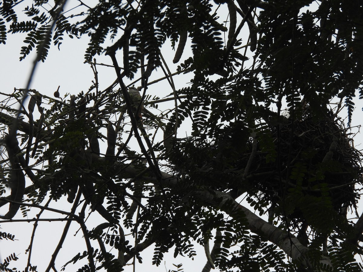 Necklaced Spinetail - ML645863309