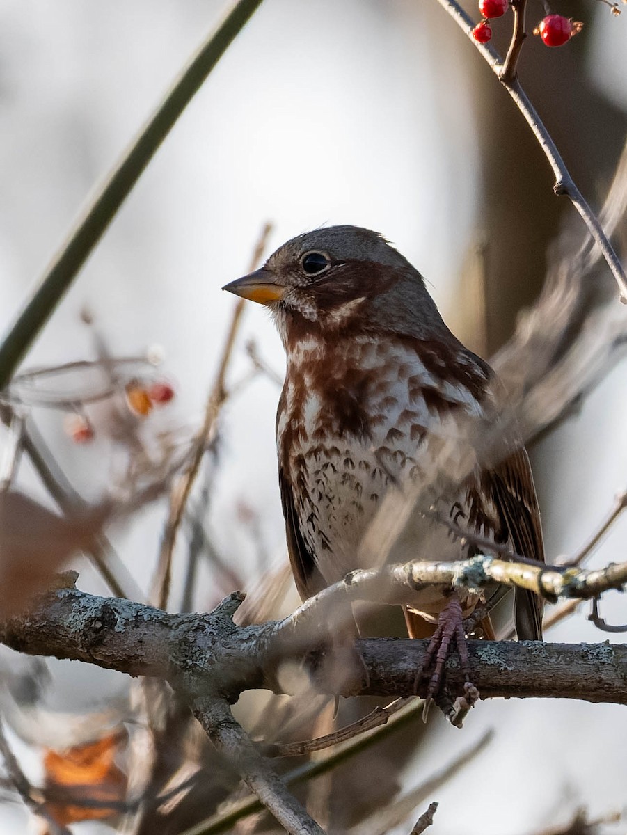 strnadec kaštanový - ML645863311