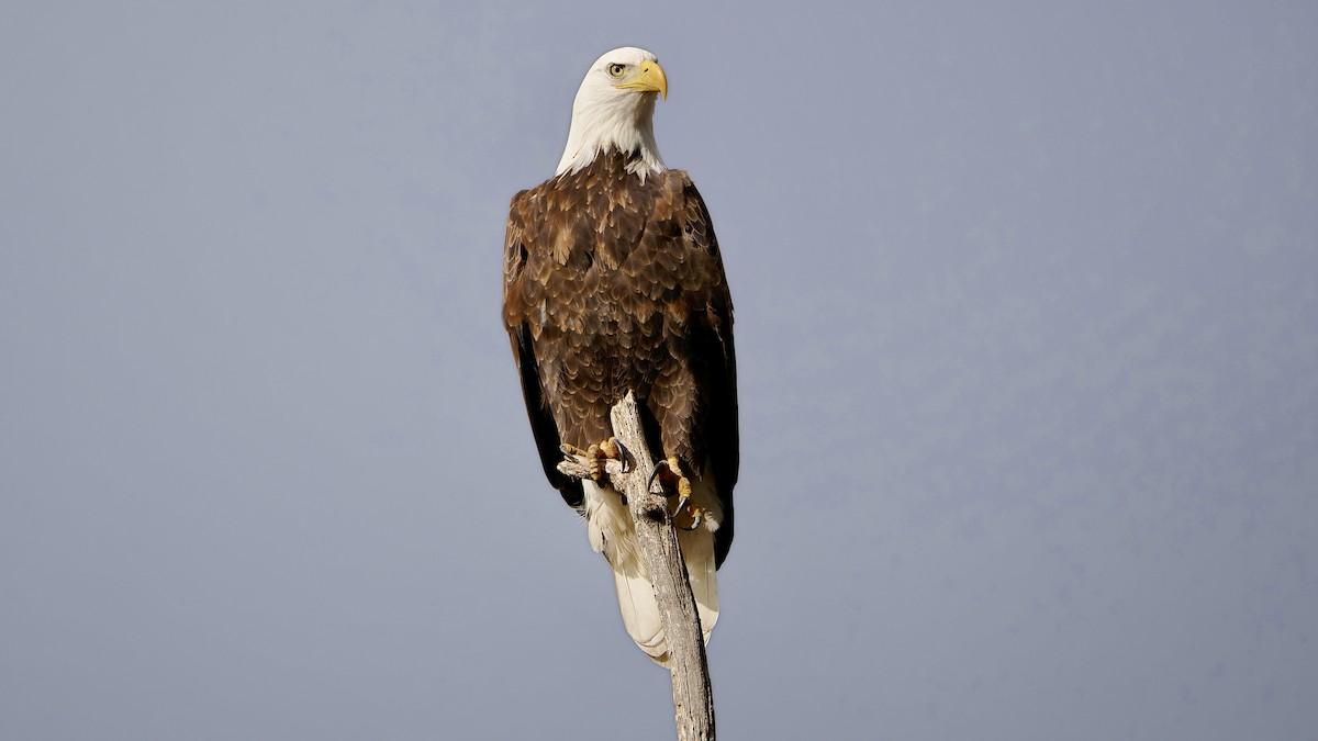 Itsas arrano buruzuria - ML645863314