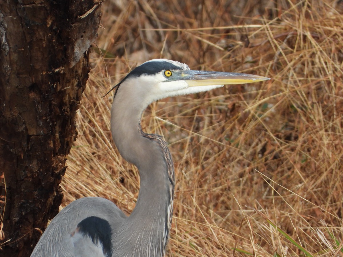 Great Blue Heron - ML645863316