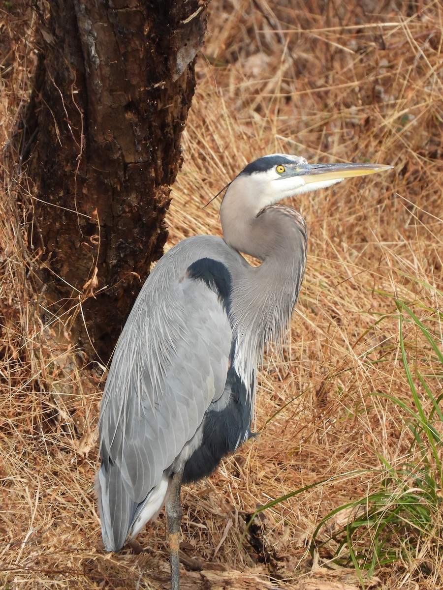 Great Blue Heron - ML645863317