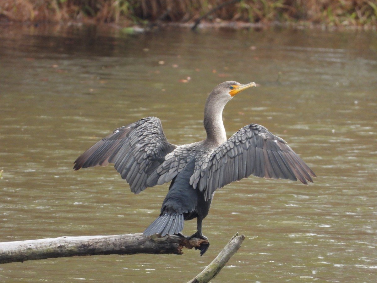 Double-crested Cormorant - ML645863321