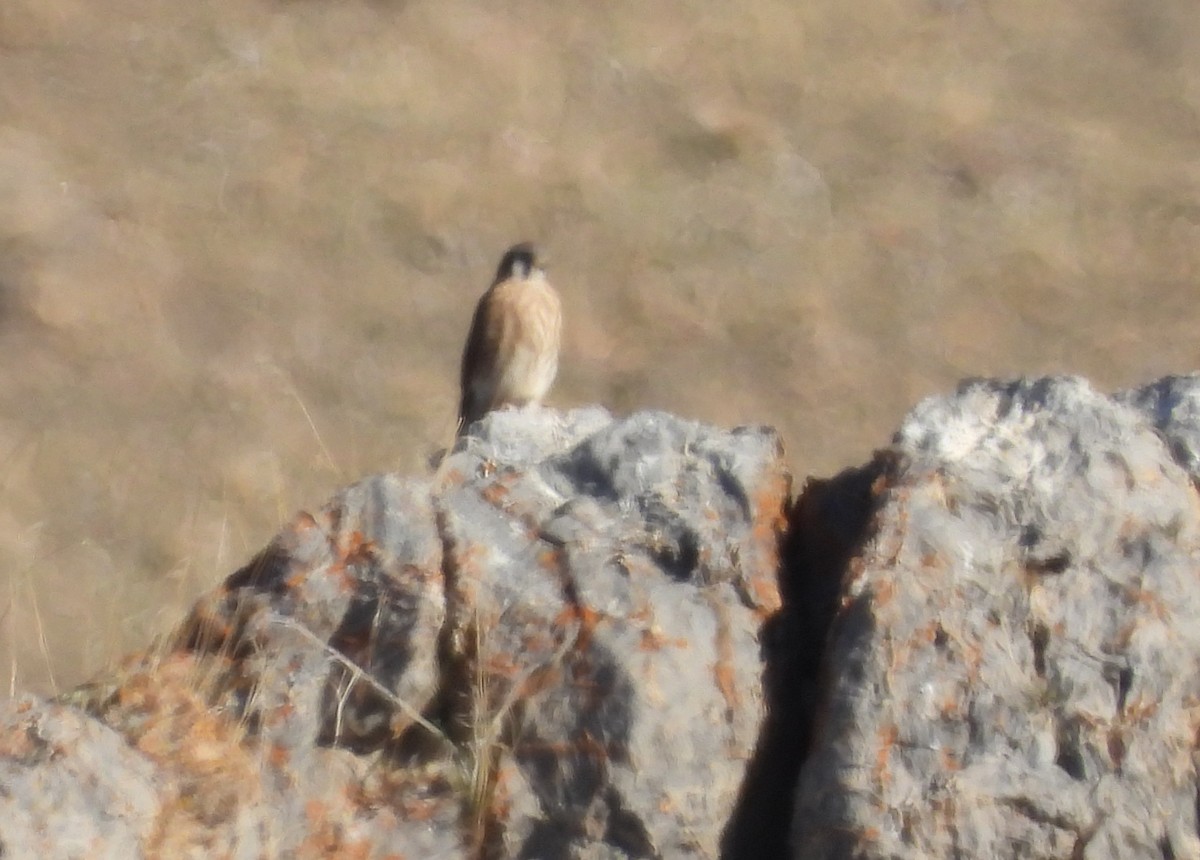 American Kestrel - ML645863322