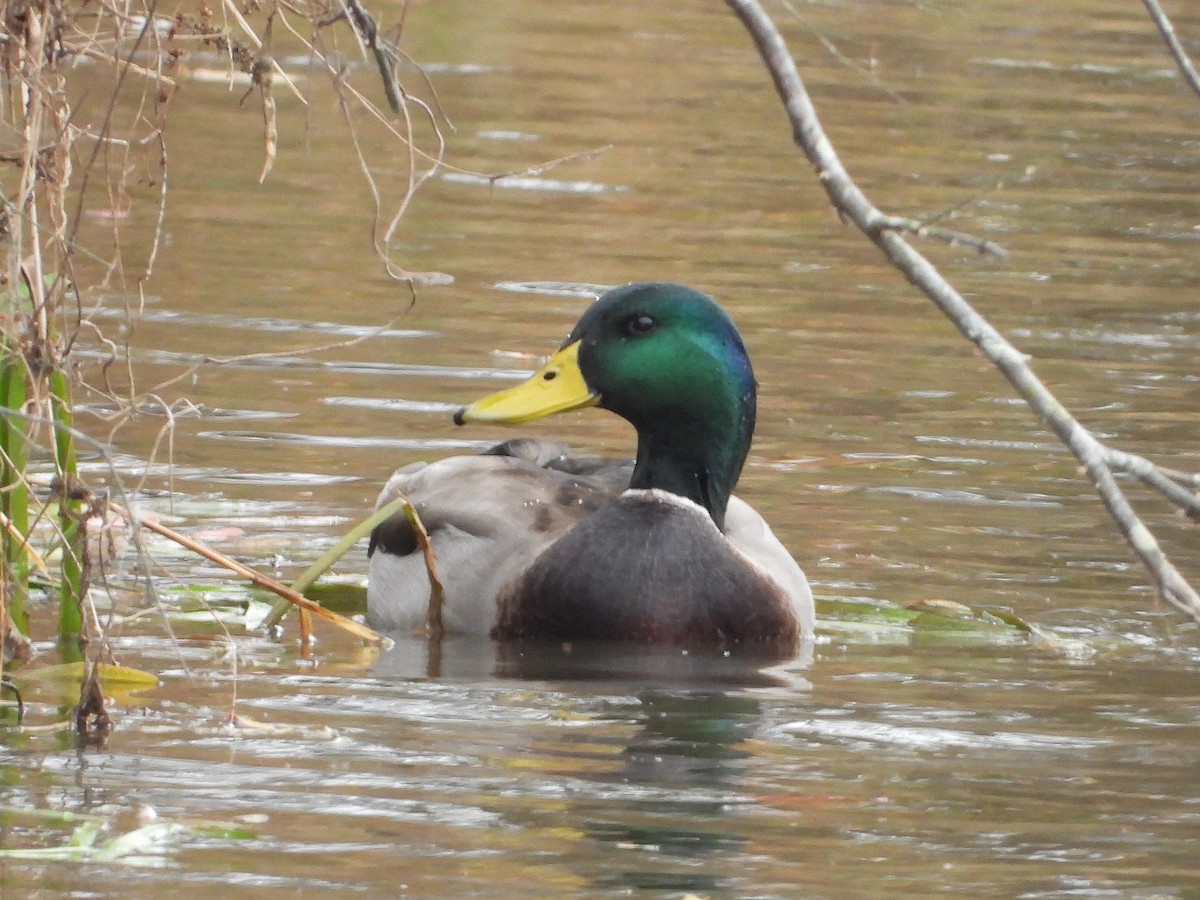 Mallard - ML645863336