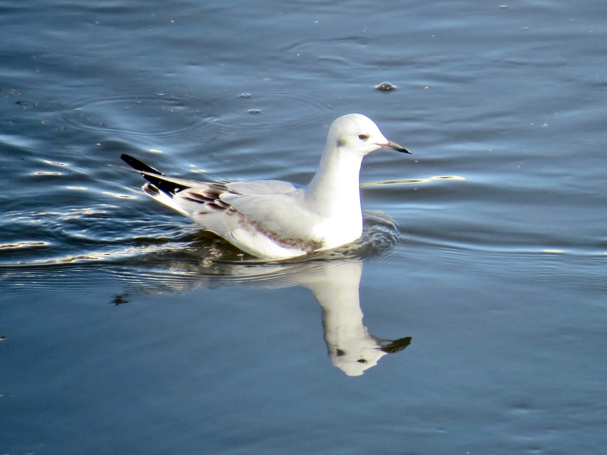 Bonaparte's Gull - ML645863340