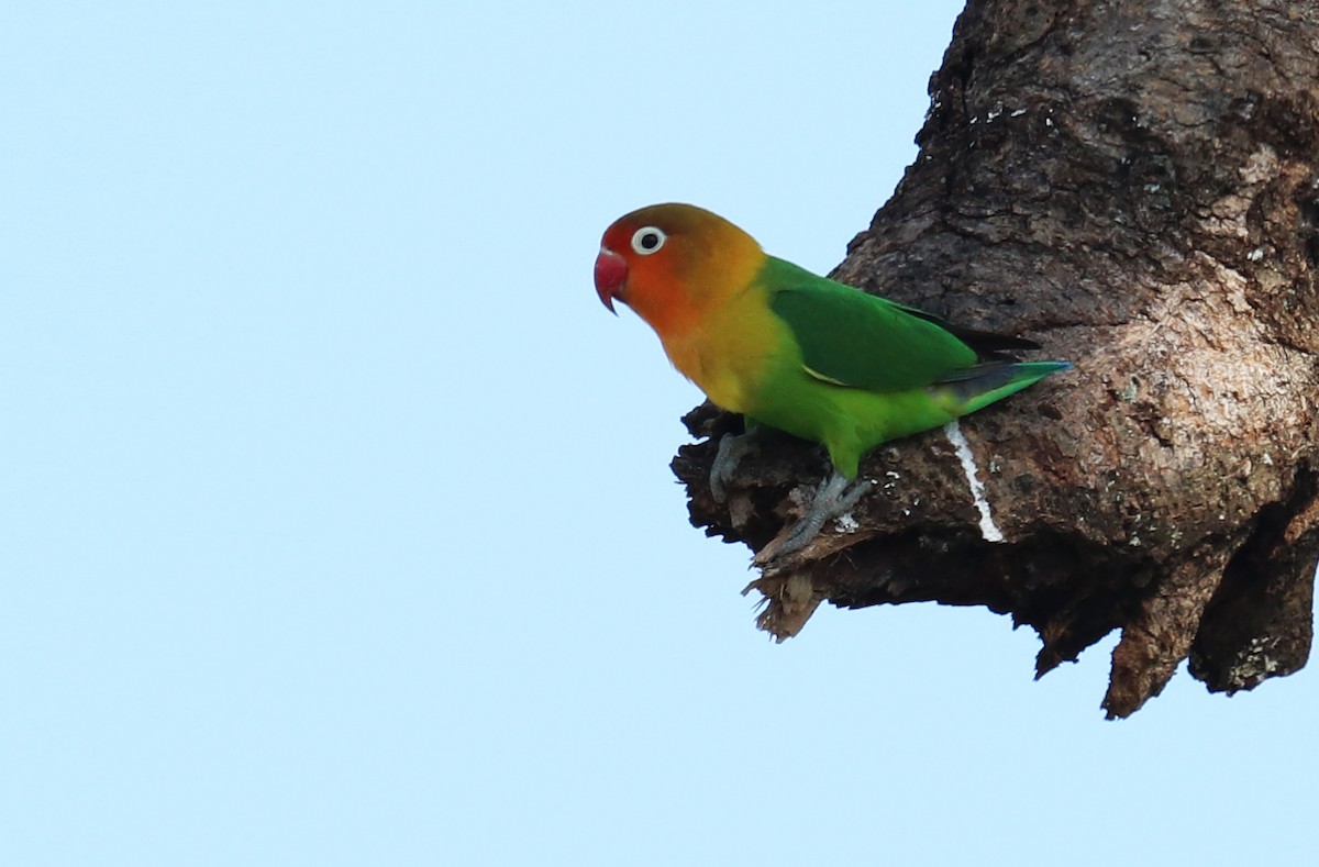 Fischer's Lovebird - ML645863341