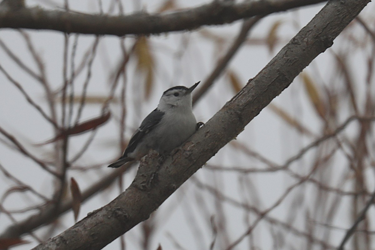 brhlík běloprsý - ML645863343