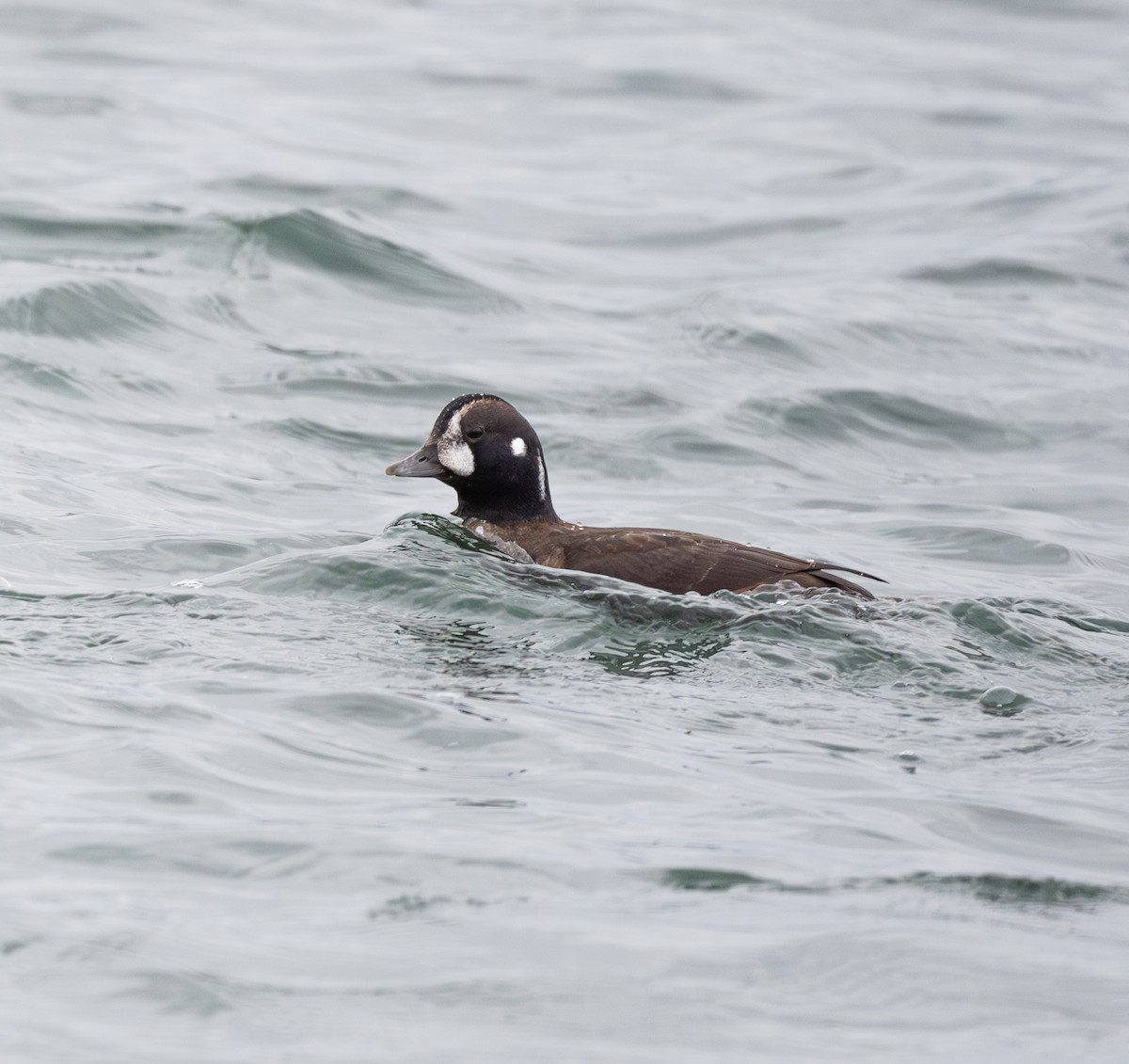 Harlequin Duck - ML645863360