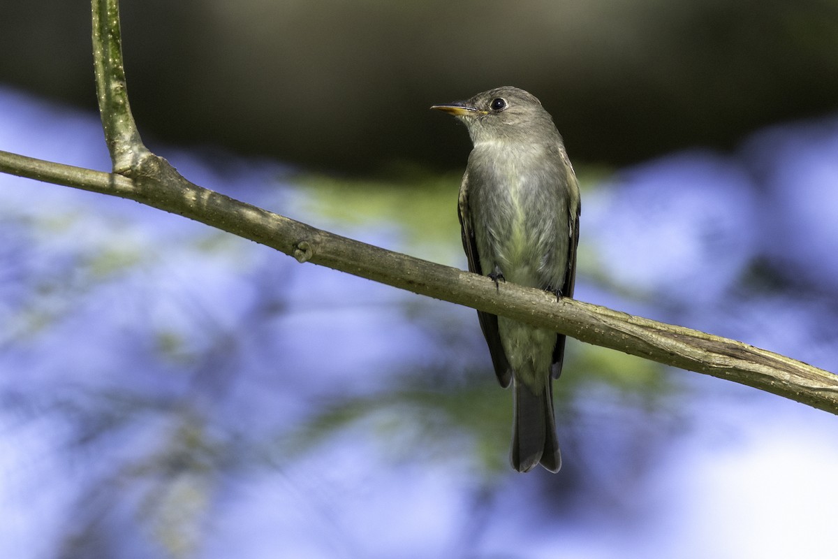 Eastern Wood-Pewee - ML645863363