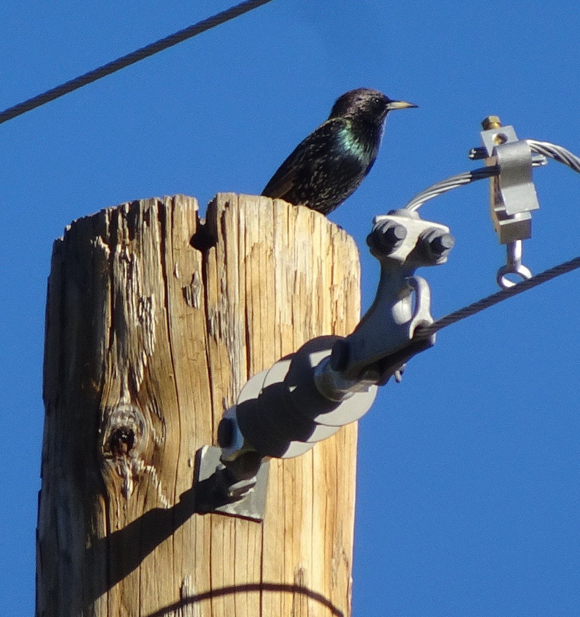 European Starling - ML645863364
