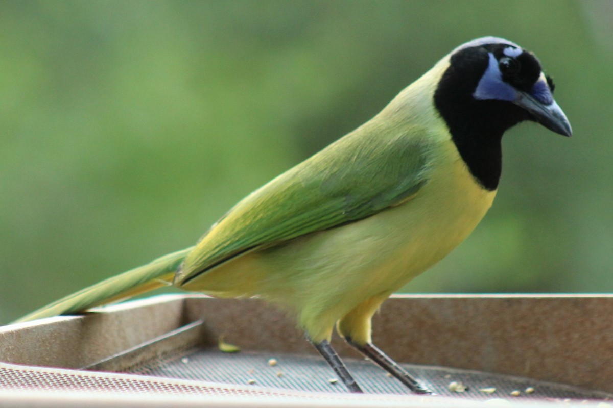 Перуанская сойка - ML645863369