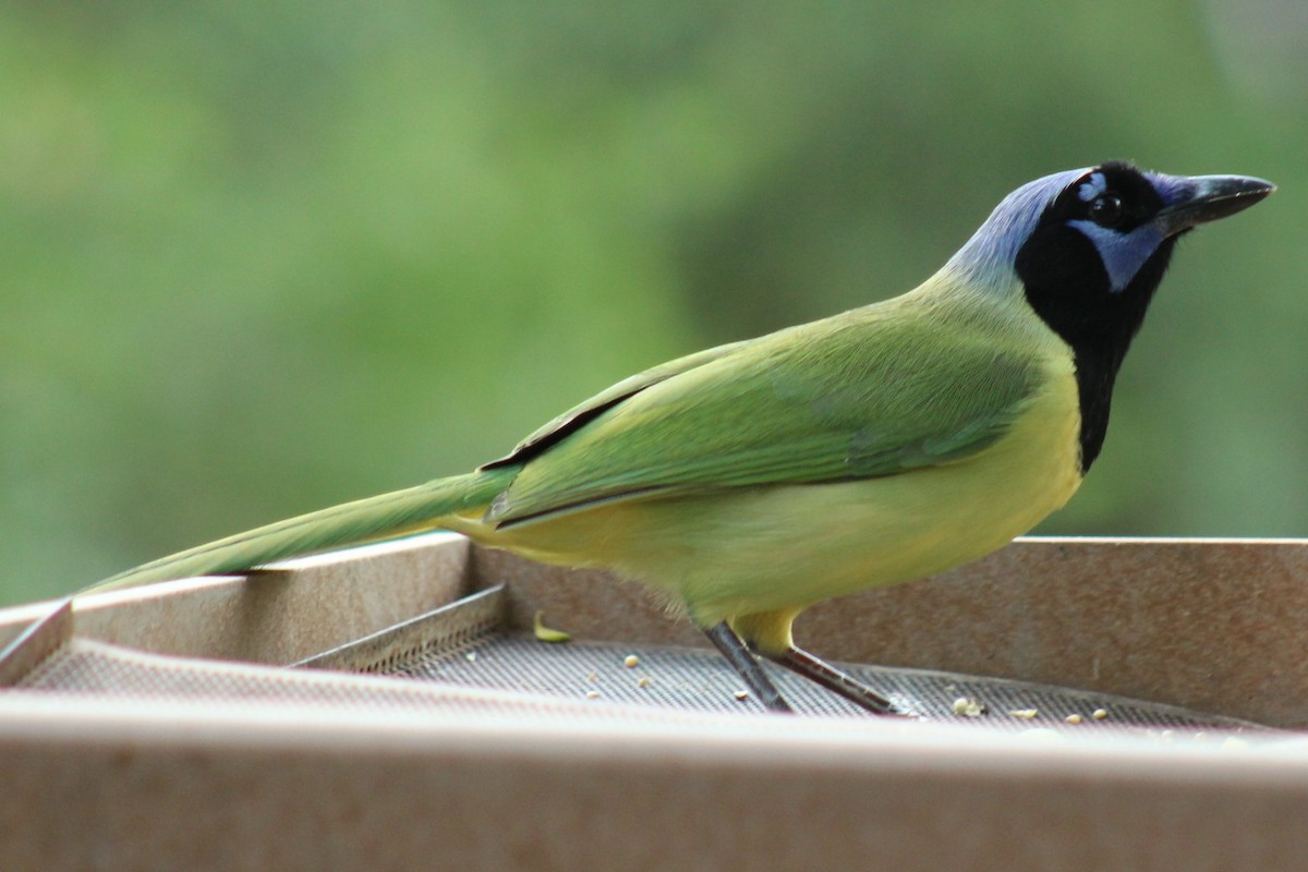 Перуанская сойка - ML645863370