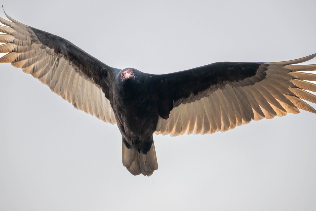 Turkey Vulture - ML645863371
