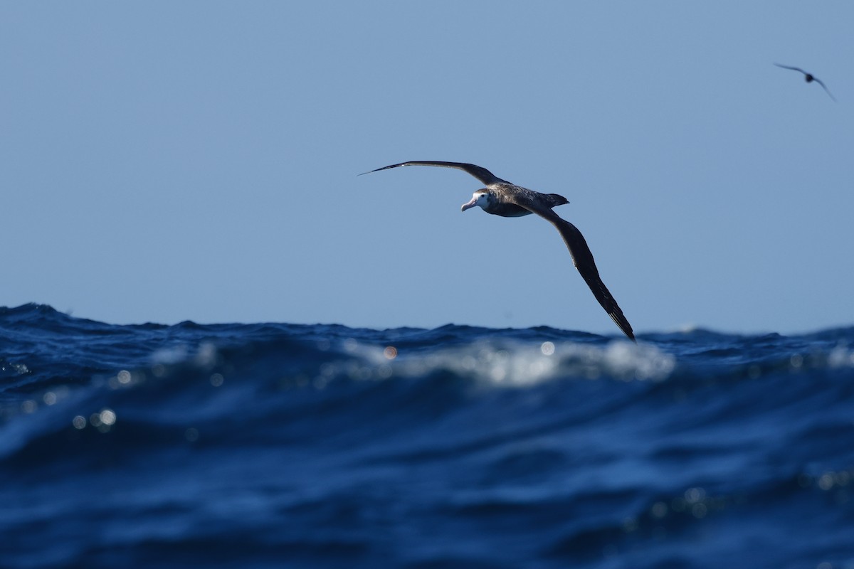 Antipodean Albatross (New Zealand) - ML645863394