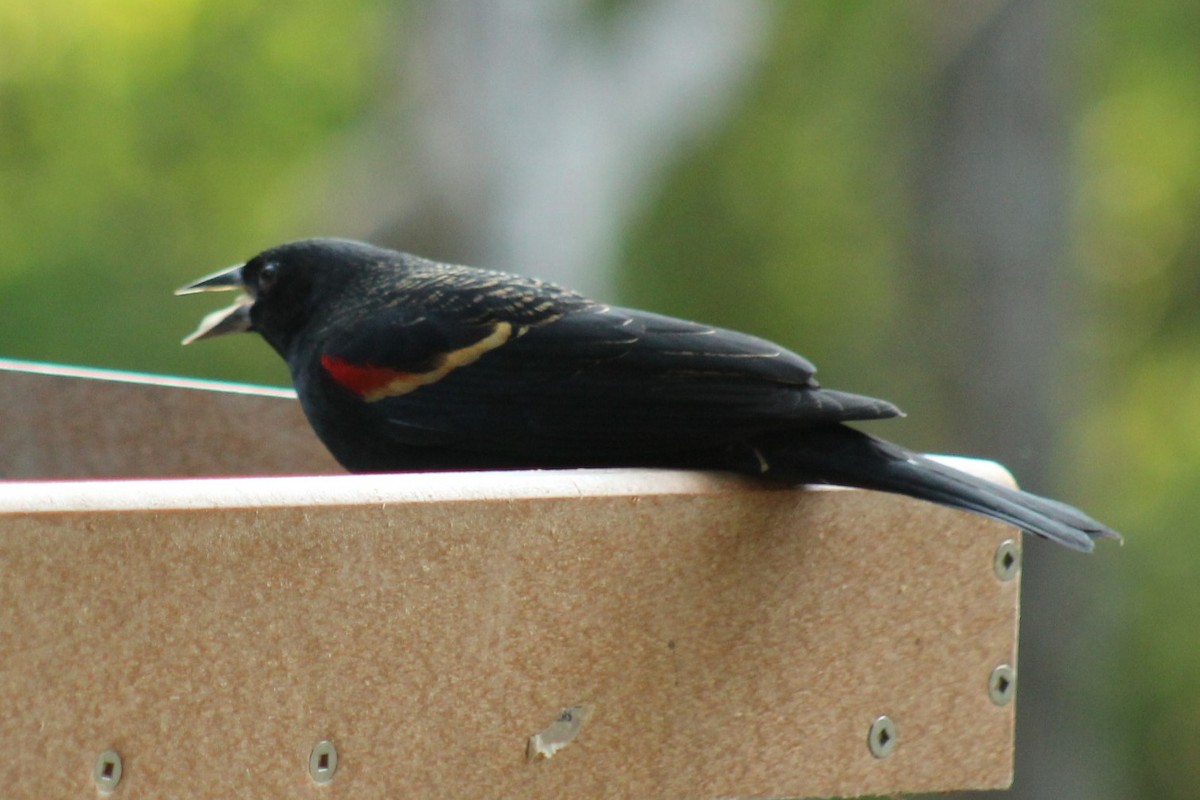 Красноплечий трупиал - ML645863398