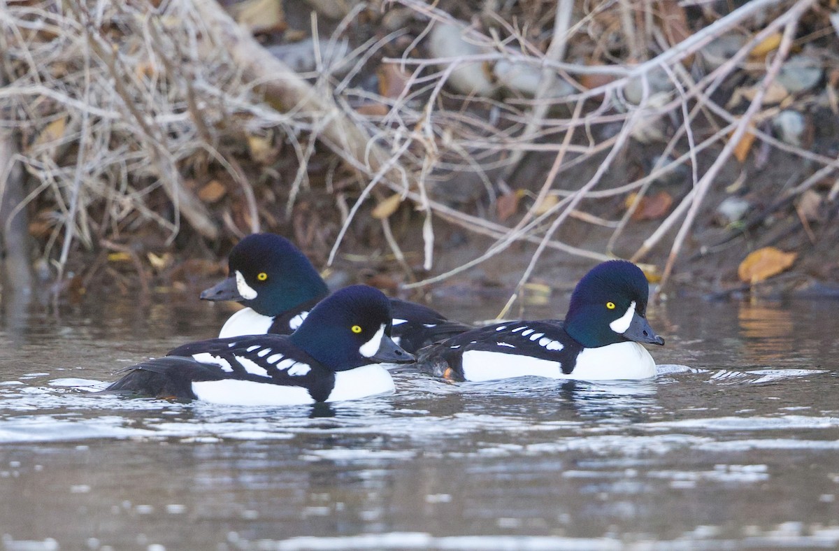 Barrow's Goldeneye - ML645863402