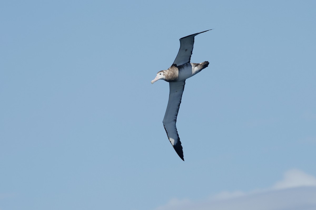 Antipodean Albatross (New Zealand) - ML645863414