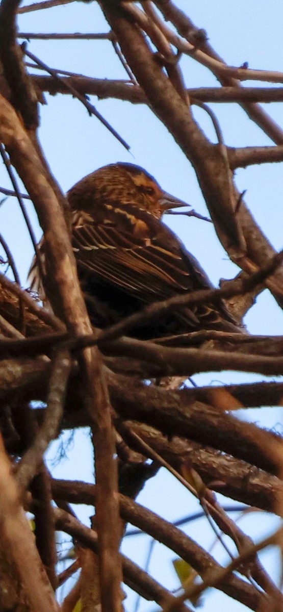 Красноплечий трупиал - ML645863416