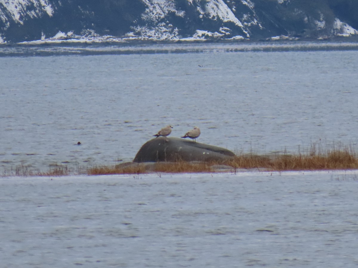 gull sp. - ML645863418