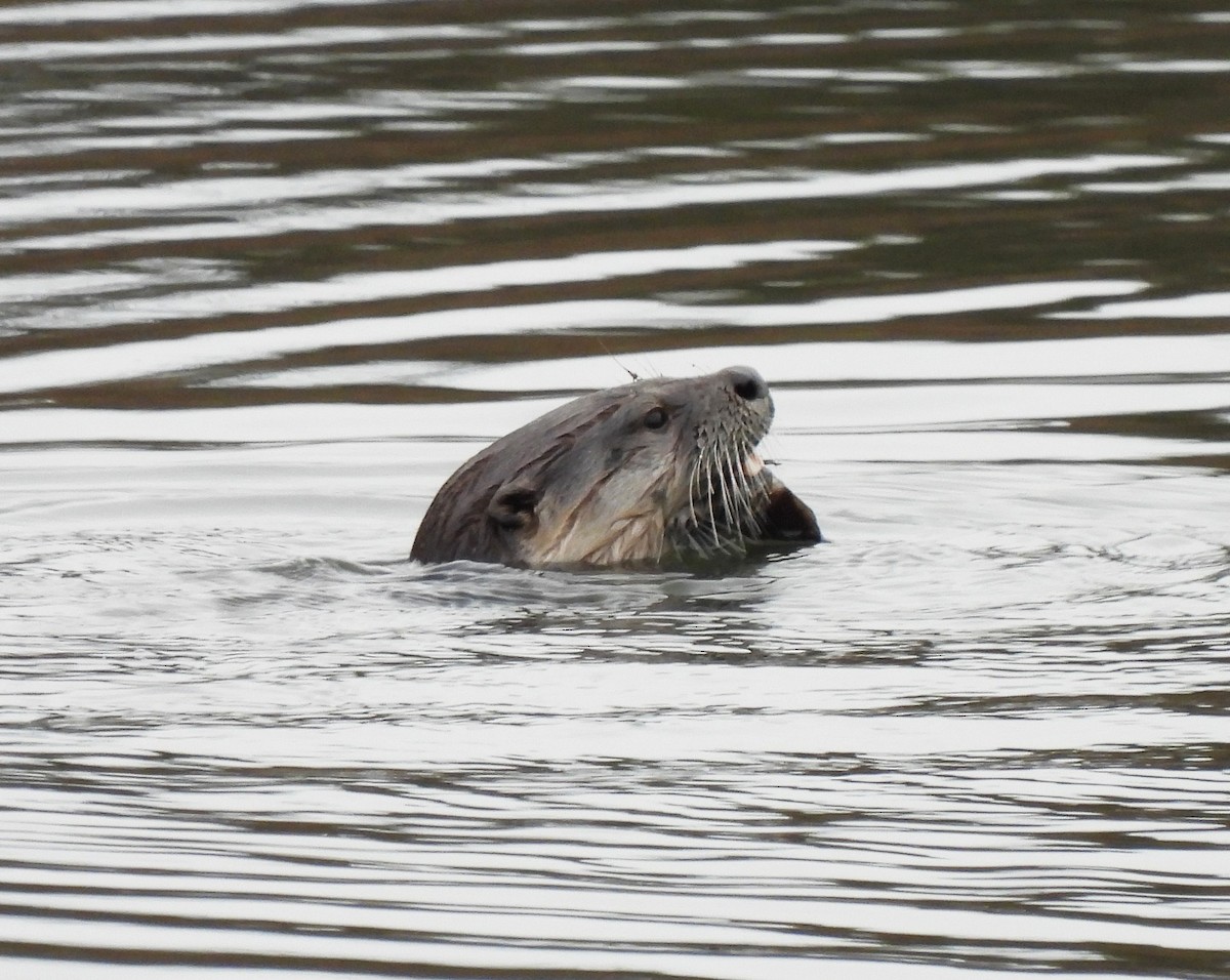 Lontra canadese - ML645863423