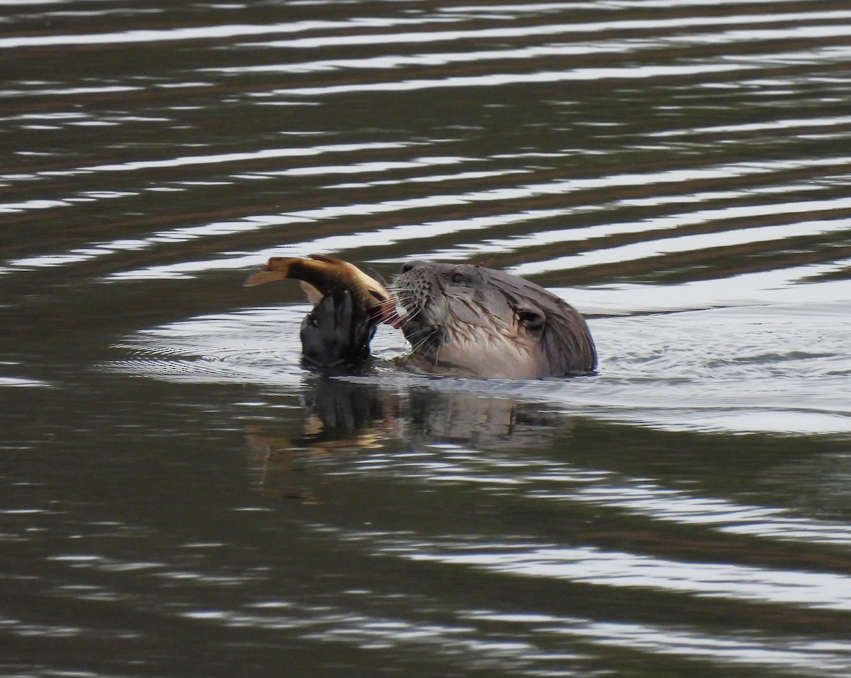 Lontra canadese - ML645863424