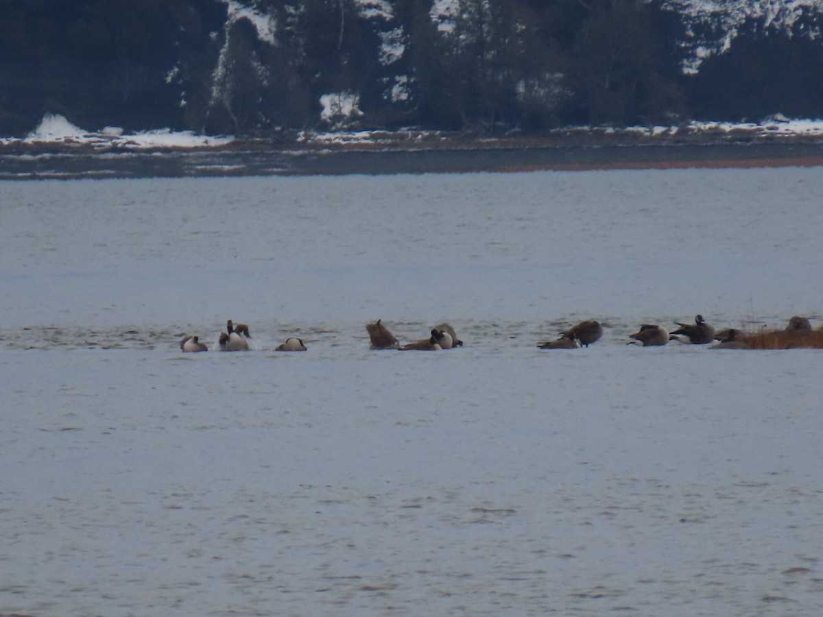 Canada Goose - ML645863442