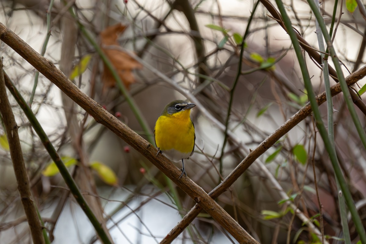 Yellow-breasted Chat - ML645863452