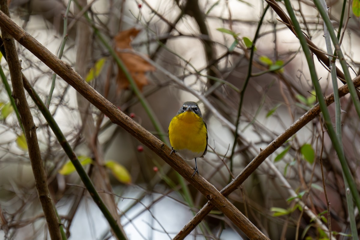 Yellow-breasted Chat - ML645863454