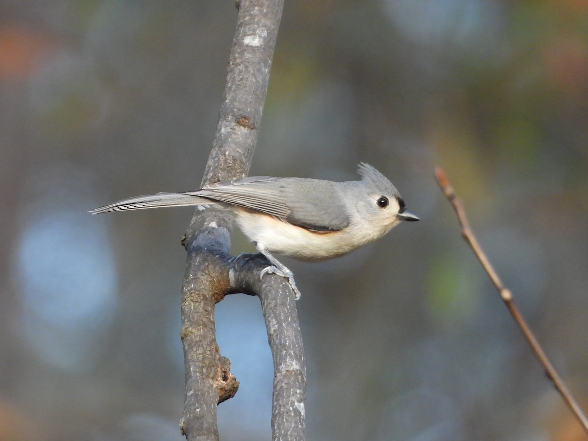 gråduskmeis - ML645863468